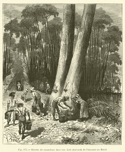 Rubber Harvest in a Forest on the Banks of the Amazon in Brazil by French School