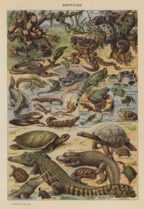 Reptiles by French School