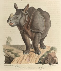 A rhinoceros, from 
