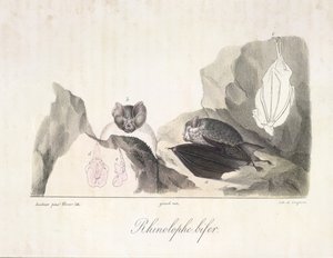 Vampire bats, from Histoire Naturelle des Mammifères by French School