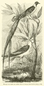 Rincops or Widow with Golden Collar and Rincops Flavirostris (engraving) by French School