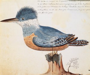 Ringed Kingfisher (Megaceryle torquata), Elizabeth Bay, Strait of Magellan by French School