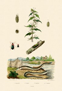Rough Cockleburr by French School