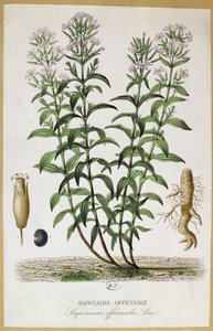 Saponaria officinalis (colour engraving)
