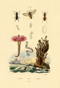Serpulids by French School