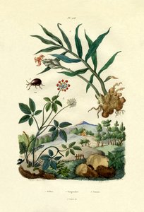 Shiny Spider Beetle, 1833-39 by French School