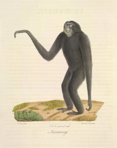 Siamang, from Histoire Naturelle des Mammifères by French School