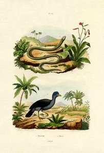 Snake by French School