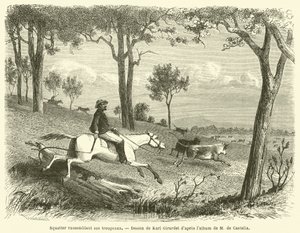 Squatter Gathering His Herds (engraving)