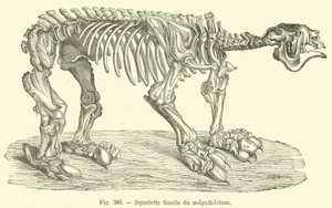 Fossil Skeleton of the Megatherium by French School