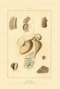 Stomach