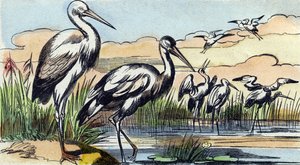 Stork (Engraving in "Buffon Alphabet des Oiseaux n 1") by French School