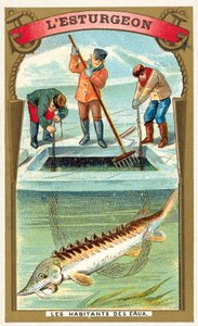 Sturgeon by French School