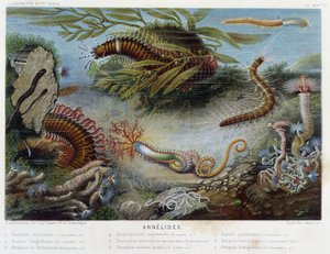 Sunapte de Duvernoy - in “The World of the Sea” by Alfred Fredol, ed. Paris, Hachette by French School