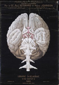 The Brain, from Planches Murales d