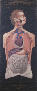 The Chest and Stomach, from Planches Murales d