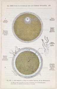 The Fertilisation of a Human Egg, from La Creation Naturelle et les Etres Vivants by Dr. J. Rengade
