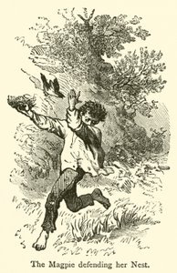 The Magpie Defending Her Nest