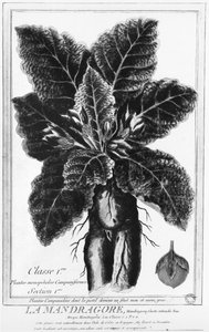 The Mandrake