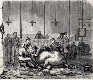 The National veterinary school of Alfort - Les grandes école de france - école veterinaire de maison alfort en 1866 - la salle de dissection - Engraving in Le Monde Illustré of 1866 by French School