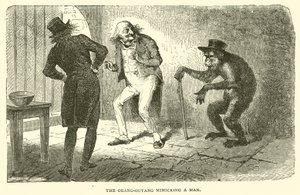 The Orangutan Mimicking a Man
