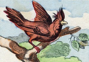 The Cardinal (Engraving in "Buffon Alphabet des Oiseaux n 2") by French School