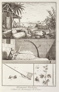 The cultivation of cotton, from the Encyclopedia by Denis Diderot, engraved by A. Provost by French School