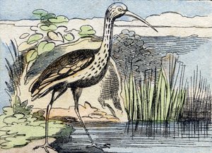 The Curlew (Engraving in "Buffon Alphabet des Oiseaux n 2") by French School