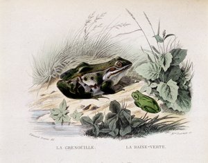 The Frog and the Green Rain - in 