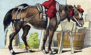 The Horse (Engraving in "Buffon Alphabet des Animaux")