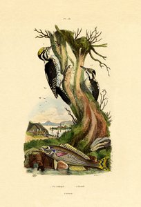 Three-toed Woodpecker by French School