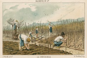 Tree Nursery by French School