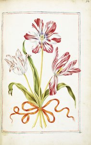 Tulips, 18th century
