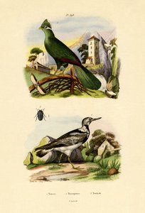 Turaco by French School