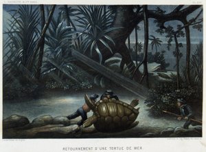 Turtle of a Sea Turtle - in “The World of the Sea” by Alfred Fredol, Hachette, Paris
