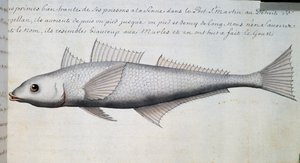 Unknown fish, Strait of Magellan, watercolour from log book by Jacques Gouin de Beauchesne, captain of Compagnie royale de la Mer du Sud, from 1698 to 1701, France by French School