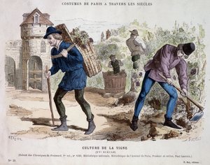 Vine culture in the 15th century - in 