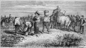 Viticulture in Medoc: picking grapes during harvest. Engraving in "Le Monde Illustre" n°561 of 11 January 1868.