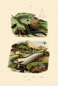 Wels Catfish by French School