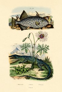 Whitespotted Filefish