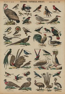 Wild Birds by French School