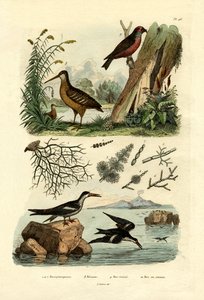 Woodcock by French School