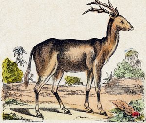 Xantarus. Engraving in 