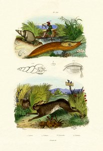 Yellow Slug by French School