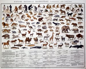 Zoology: classification of mammals according to the French biologist Georges Cuvier (1769-1832) by French School