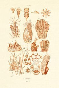 Zoophytes