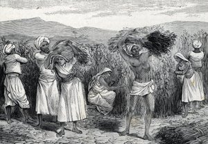 Common smilax or sarsaparille or rough bindweed harvesting in Peru (engraving, 1888) by French School