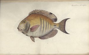 Chaetodon Chirurgus by Friedrich August Kruger