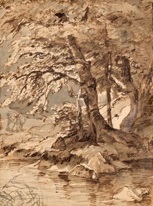 Tree Study