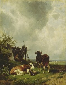 The Cows